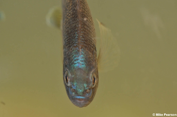 Photo of Lepomis gibbosus by Mike Pearson